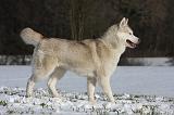 SIBERIAN HUSKY 478